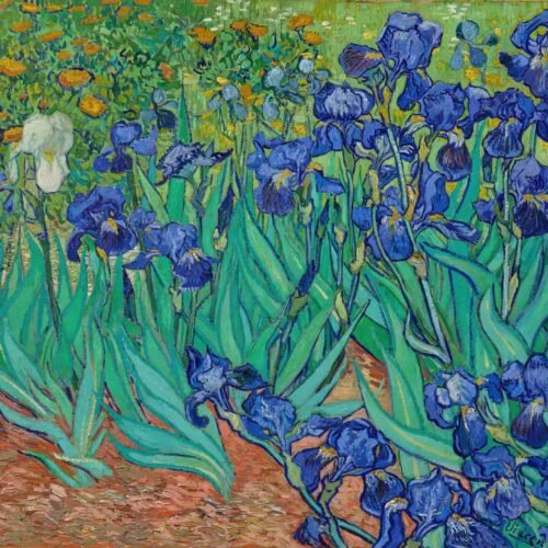 Irises